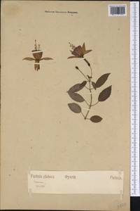 Fuchsia magellanica Lam., Америка (AMER) (Неизвестно)