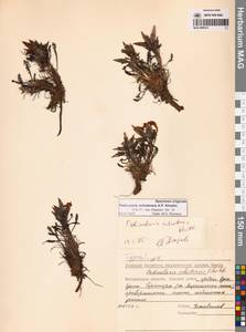 Мытник охотский A.P.Khokhr., Сибирь, Чукотка и Камчатка (S7) (Россия)