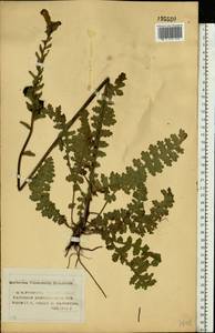 Мытник скипетровидный L., Восточная Европа, Центральный лесной район (E5) (Россия)