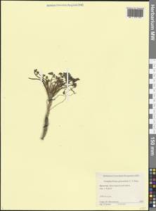 Борщевик пахучий C.A.Mey., Кавказ, Дагестан (K2) (Россия)