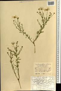 Aster altaicus Willd., Монголия (MONG) (Монголия)