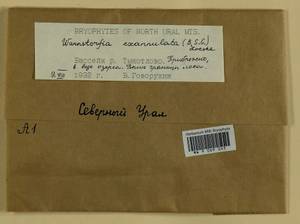 Sarmentypnum exannulatum (Schimp.) Hedenäs, Гербарий мохообразных, Мхи - Западная Сибирь (включая Алтай) (B15) (Россия)