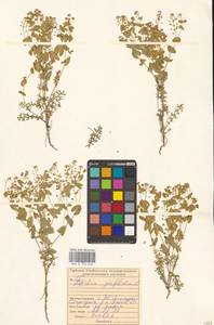 Клоповник пронзеннолистный L., Восточная Европа, Средневолжский район (E8) (Россия)