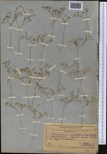 Psammogeton capillifolium (Regel & Schmalh.) Mousavi, Mozaff. & Zarre, Средняя Азия и Казахстан, Западный Тянь-Шань и Каратау (M3) (Казахстан)