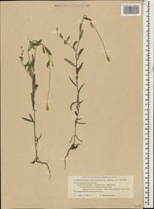 Сухоцвет цилиндрический Sm., Кавказ, Черноморское побережье (от Новороссийска до Адлера) (K3) (Россия)
