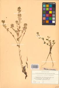 Ложечница гренладская L., Восточная Европа, Северный район (E1) (Россия)