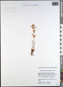 Phelipanche mutelii var. oxyloba (Reut.) Rätzel & Uhlich, Кавказ, Краснодарский край и Адыгея (K1a) (Россия)