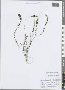 Элодея канадская, Водяная чума Michx., Восточная Европа, Московская область и Москва (E4a) (Россия)