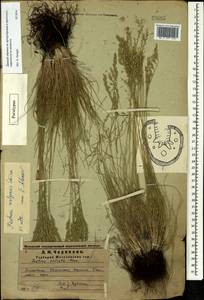 Овсяница волжская P.A.Smirn., Восточная Европа, Средневолжский район (E8) (Россия)