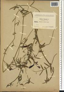 Lathyrus clymenum L., Африка (AFR) (Португалия)