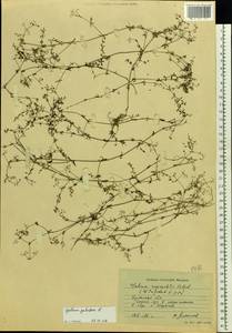 Подмаренник трехраздельный L., Восточная Европа, Западный район (E3) (Россия)
