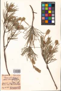 Сосна обыкновенная L., Восточная Европа, Московская область и Москва (E4a) (Россия)