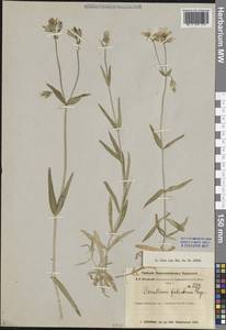 Dichodon maximum (L.) Á.Löve & D.Löve, Средняя Азия и Казахстан, Муюнкумы, Прибалхашье и Бетпак-Дала (M9) (Казахстан)