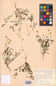 Трехреберник мелкоцветковый (Willd.) Pobed., Восточная Европа, Нижневолжский район (E9) (Россия)