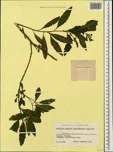 Стручковый перец однолетний L., Кавказ, Грузия (K4) (Грузия)