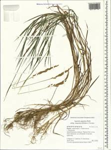 Полевица гигантская Roth, Крым (KRYM) (Россия)