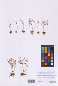 Проломник удлиненный L., Восточная Европа, Московская область и Москва (E4a) (Россия)