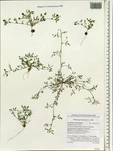 Medicago laciniata (L.)Mill., Зарубежная Азия (ASIA) (Израиль)