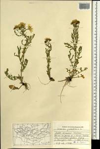 Якобея обыкновенная, Монголия (MONG) (Монголия)