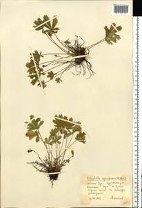 Лапчатка распростертая Willd., Восточная Европа, Восточный район (E10) (Россия)