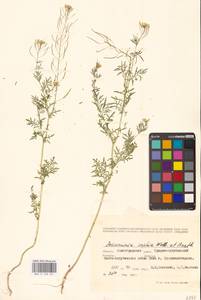 Дескурения Софии (L.) Webb ex Prantl, Восточная Европа, Нижневолжский район (E9) (Россия)