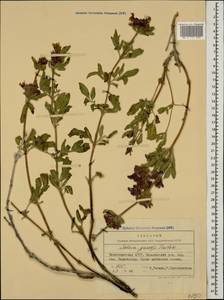 Salvia garedjii Troitsky, Кавказ, Азербайджан (K6) (Азербайджан)