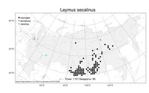 Leymus secalinus, Волоснец ржаной (Georgi) Tzvelev, Атлас флоры России (FLORUS) (Россия)