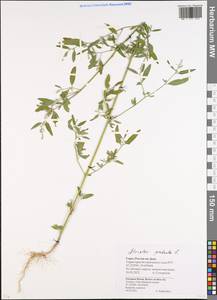 Лебеда раскидистая L., Восточная Европа, Ростовская область (E12a) (Россия)