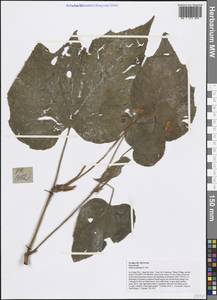 Begonia palmata D. Don, Зарубежная Азия (ASIA) (Вьетнам)