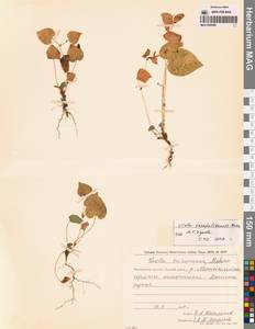 Фиалка сахалинская H.Boissieu, Сибирь, Чукотка и Камчатка (S7) (Россия)