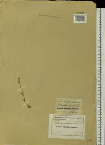 Silene orientalimongolica Kozhevn., Сибирь и Дальний Восток (без точных местонахождений) (S0) (Россия)
