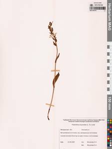 Любка комарниковая (L.f.) Lindl., Сибирь, Чукотка и Камчатка (S7) (Россия)