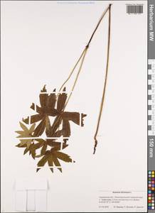 Anemonastrum dichotomum (L.) Mosyakin, Сибирь, Дальний Восток (S6) (Россия)