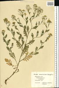 Rorippa × armoracioides (Tausch) Fuss, Восточная Европа, Средневолжский район (E8) (Россия)