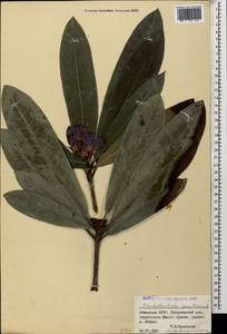 Рододендрон понтийский L., Кавказ, Абхазия (K4a) (Абхазия)