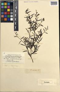Grevillea sericea subsp. sericea, Австралия и Океания (AUSTR) (Австралия)