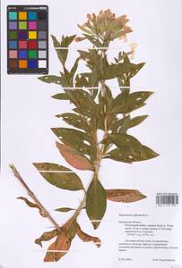 Мыльнянка лекарственная L., Восточная Европа, Центральный район (E4) (Россия)