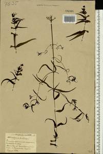 Марьянник луговой L., Восточная Европа, Белоруссия (E3a) (Белоруссия)