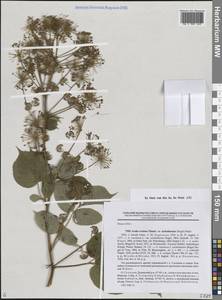 Аралия сердцевидная Thunb., Сибирь, Дальний Восток (S6) (Россия)