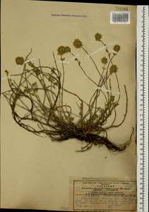 Ziziphora clinopodioides subsp. pseudodasyantha (Rech.f.) Rech.f., Кавказ, Армения (K5) (Армения)