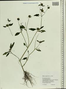 Череда сростнолопастная Muhl. ex Willd., Восточная Европа, Центральный район (E4) (Россия)