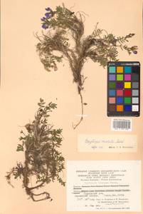 Остролодочник завернутый Ledeb., Сибирь, Чукотка и Камчатка (S7) (Россия)