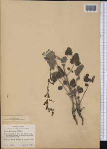 Salvia roemeriana Scheele, Америка (AMER) (США)