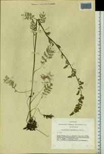 Полынь рассеченная Willd., Сибирь, Алтай и Саяны (S2) (Россия)