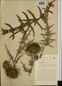 Cirsium morisianum Rchb. fil., Западная Европа (EUR) (Италия)