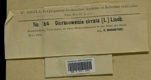 Dicranoweisia cirrata (Hedw.) Lindb. ex Milde, Гербарий мохообразных, Мхи - Западная Европа (BEu) (Германия)