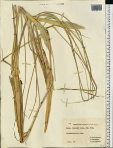 Calamagrostis arenaria (L.) Roth, Восточная Европа, Литва (E2a) (Литва)