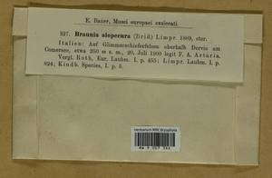 Braunia alopecura (Brid.) Limpr., Гербарий мохообразных, Мхи - Западная Европа (BEu) (Италия)