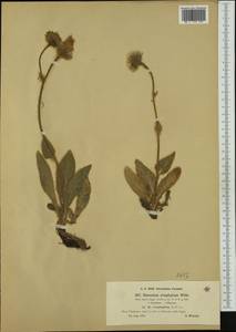 Hieracium villosum subsp. villosissimum (Nägeli) Nägeli & Peter, Западная Европа (EUR) (Италия)