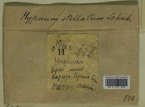 Campylium stellatum (Hedw.) Lange & C.E.O. Jensen, Гербарий мохообразных, Мхи - Москва и Московская область (B6a) (Россия)